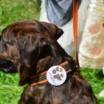 Duży czekoladowy pies siedzący na trawie z przypinką na obroży „Śladami czarnego psa".